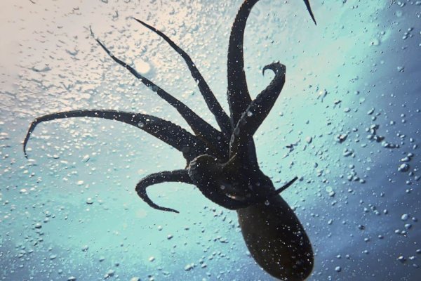 Kraken at зеркало