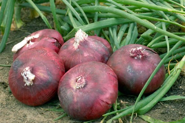 Kraken рабочая ссылка onion